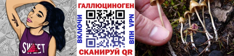 закладка  Любань  Псилоцибиновые грибы MAGIC MUSHROOMS 